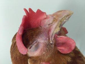 Микоплазмоз у кур может стать причиной респираторных заболеваний среди всего стада