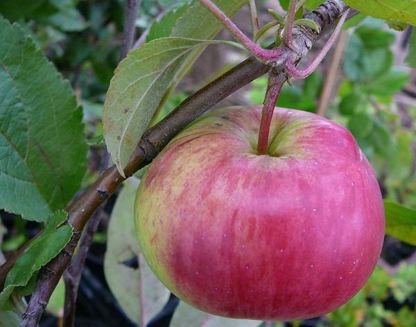 Яблоня сорта глостер: особенности посадки и ухода