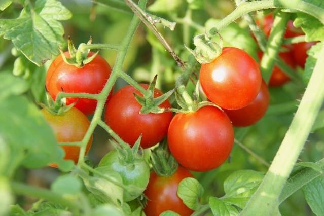 Чем нужно опрыскивать томаты в июне и июле, чтобы сберечь и повысить урожай