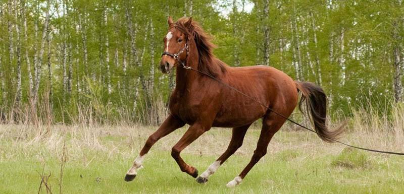 Американские лошади: разновидности пород и их особенности
