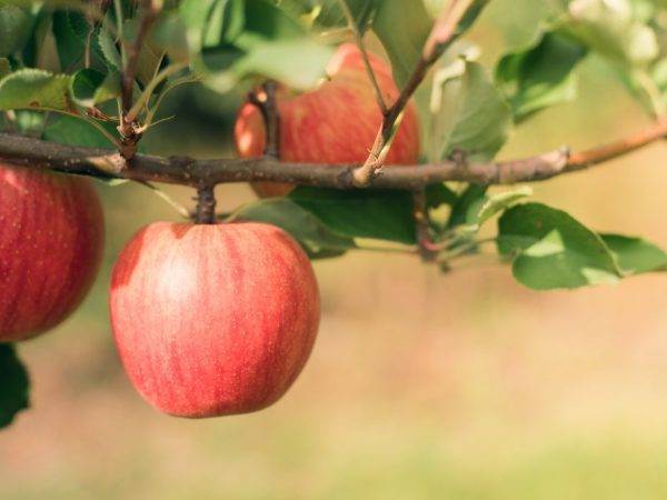 Многообразная яблоня гала