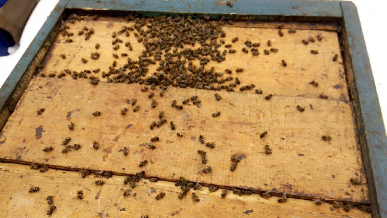 Весенняя ревизия пчелиных семей - начинающему пчеловоду