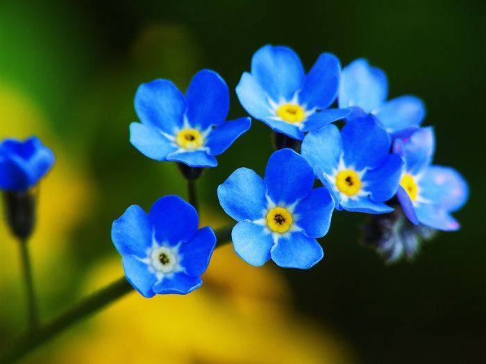 Незабудка: какими лечебными свойствами обладают цветы