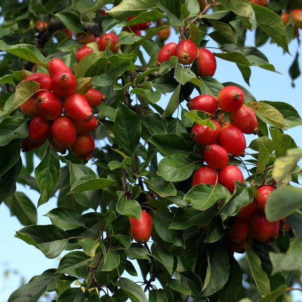 Подробная характеристика и особенности выращивания яблони сорта белорусское сладкое