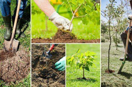 Весенняя обработка деревьев и кустарников от вредителей и болезней