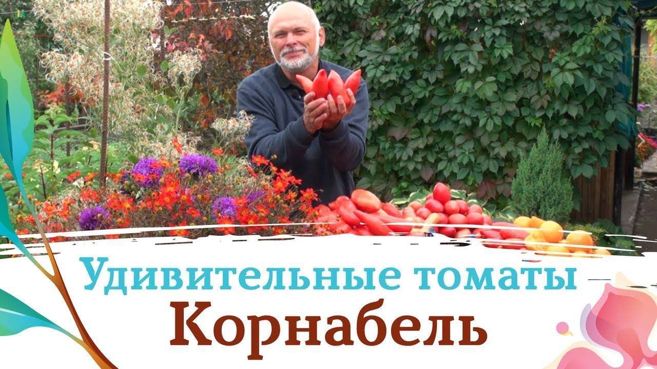 Томат томатоберри: отзывы, фото, урожайность, описание и характеристика | tomatland.ru