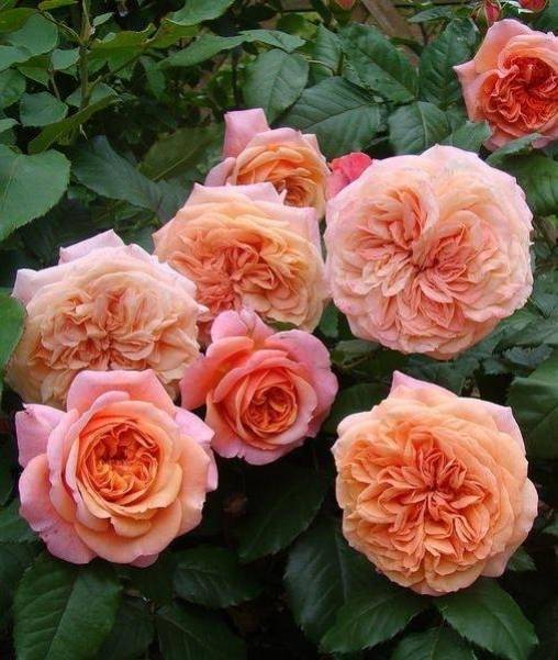 Роза чиппендейл: описание сорта, обрезка и уход, декоративные свойства с фото