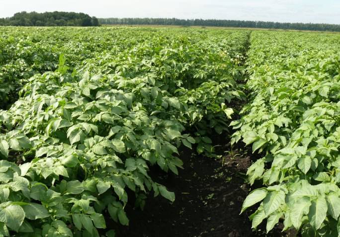 Как подготовить осенью почву под картофель. как подготовить землю под посадку картофеля?