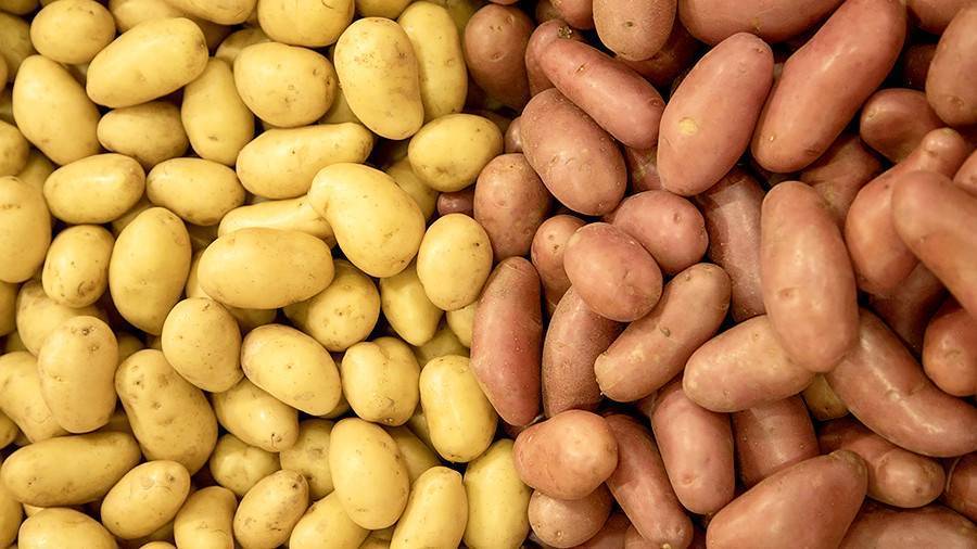 Как обновить сорт картофеля: 5 способов