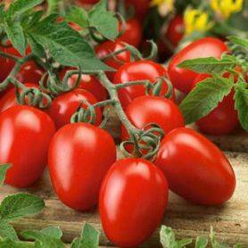 Самые урожайные сорта томатов для теплицы и открытого грунта.