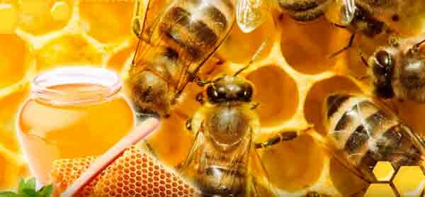 Как определить сахар в мёде в домашних условиях?