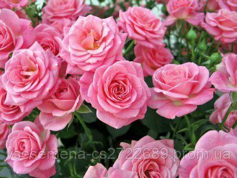 Роза грандифлора королева елизавета (queen elizabeth) - история, описание, агротехника, награды | о розе