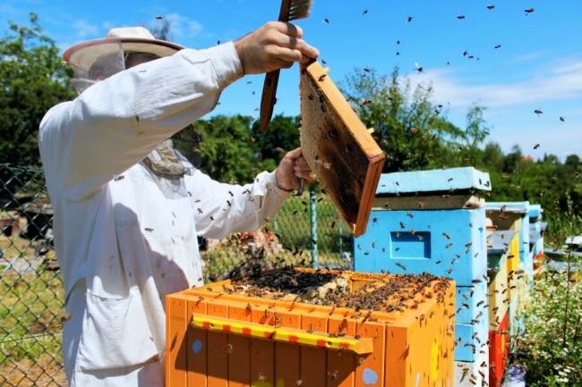 Отводки пчел весной: как сделать без матки и на плодную матку, видео