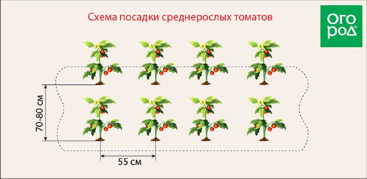 Схема размещения помидоров в теплице 3х6