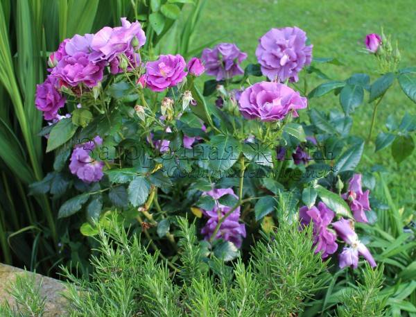 Садовые хитрости: как защитить розы от болезней и вредителей, если под рукой нет химикатов