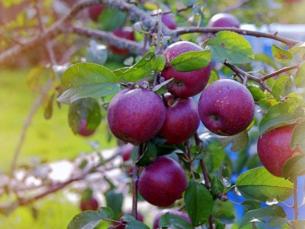 О яблоне Веньяминовское: описание сорта, характеристики, агротехника