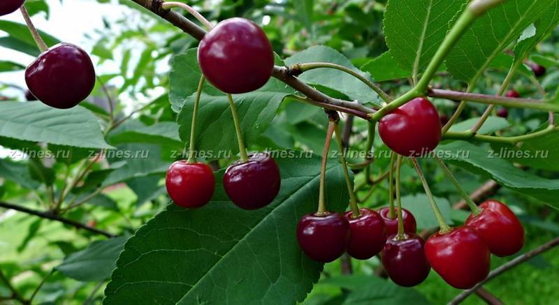 Сорт вишни вянок: описание и фото, характеристики и агротехника