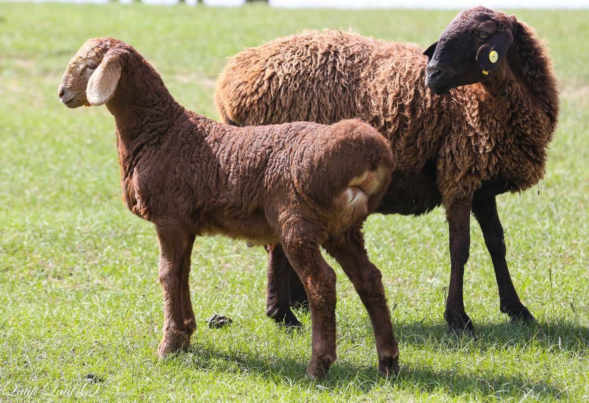Гиссарская порода овец (30 фото): вес самых больших баранов, содержание курдючных овец, уход за гиссарами