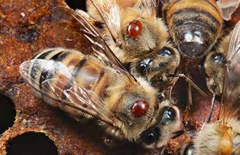 Варроатоз пчел: симптомы, лечение, профилактика