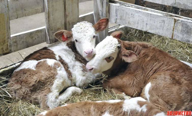 Продолжительность беременности коровы: основная норма, возможные отклонения, первые признаки отела