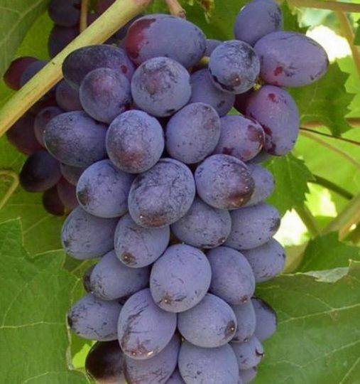 Крупноплодные сорта винограда