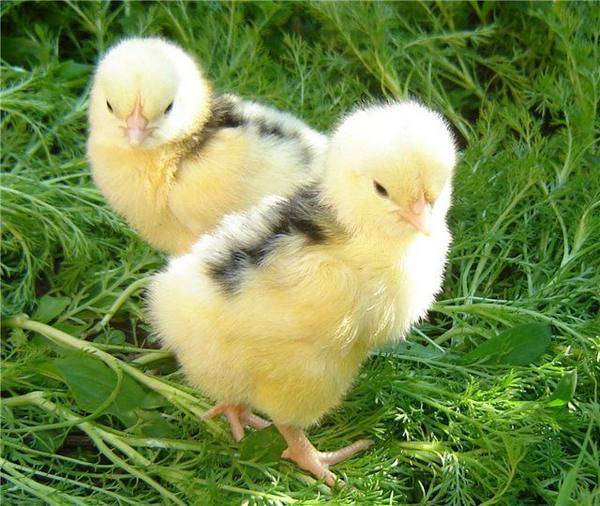 Причины расклева у цыплят белых пород кур и как лечить