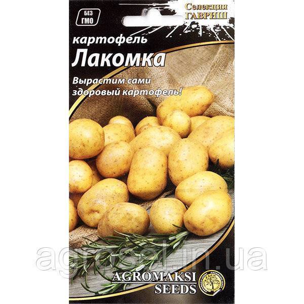 Крупная картошка из маленького семечка или как размножить картофель семенами