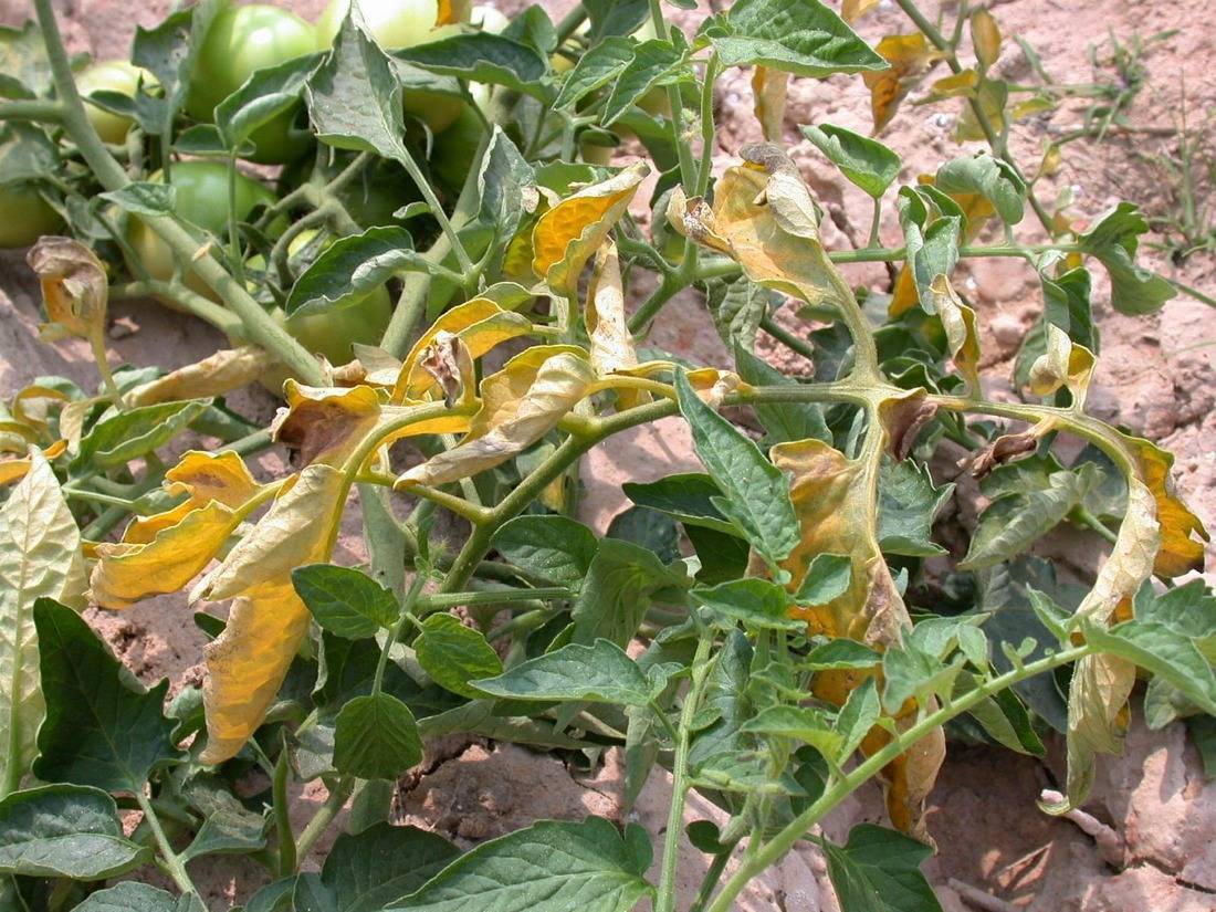 Болезни рассады томатов: описание и способы их лечения