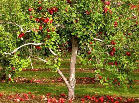 Опасные болезни ствола яблонь и их лечение. советы профессионалов