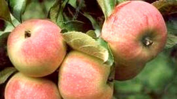 Яблоки пепин шафран фото