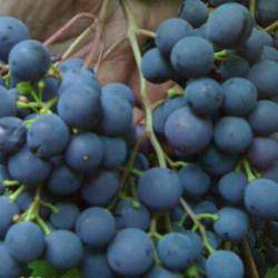 Виноград загадка шарова: характеристика и описание, посадка и уход