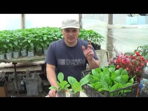 Как вырастить пекинскую капусту на огороде самостоятельно - подробно об агротехнологии!