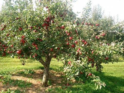 Выращивание яблони слава победителям
