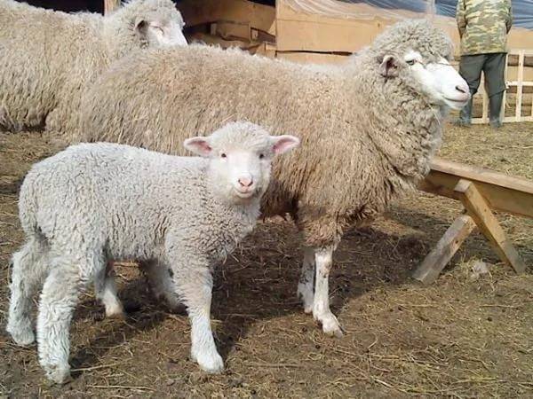 Разведение овец в домашних условиях для начинающих -подробная информация!