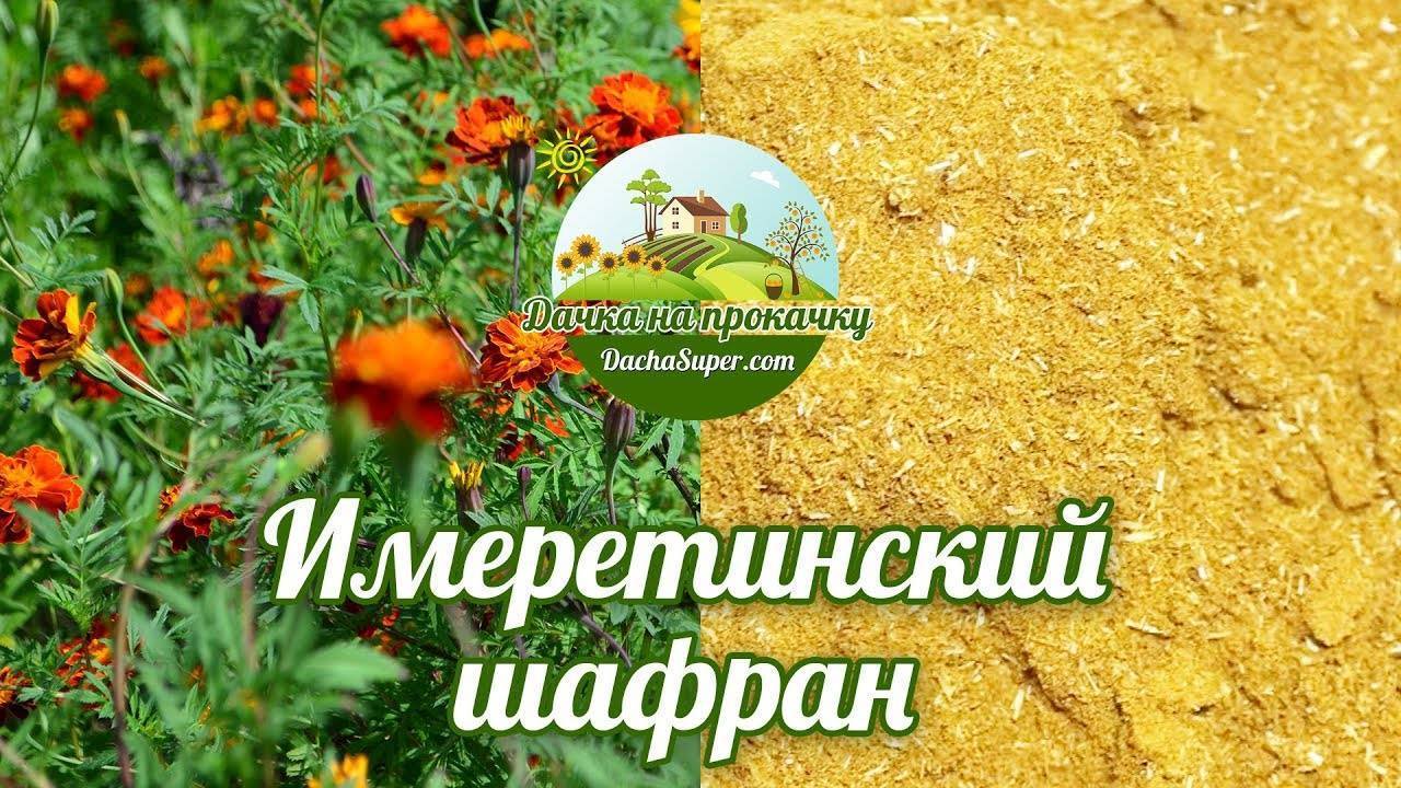 Бархатцы Имеретинский Шафран Семена Купить