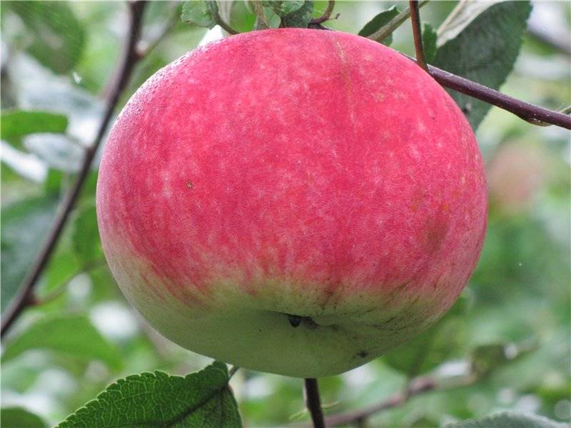 Описание и характеристика сорта яблони медуница