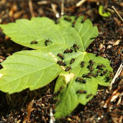 Как уничтожить муравьев в теплице?