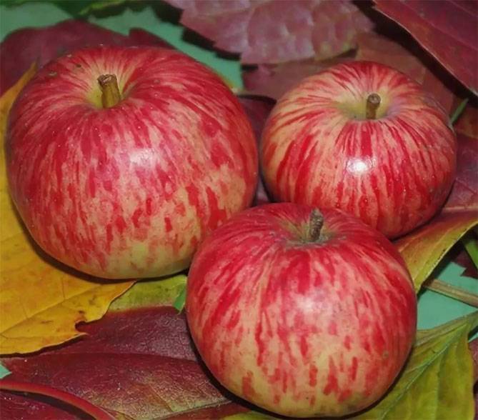 Характеристики яблони сорта «осеннее полосатое:» описание, фото, отзывы