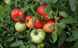Полив помидоров в теплице: как часто и правильно поливать томаты