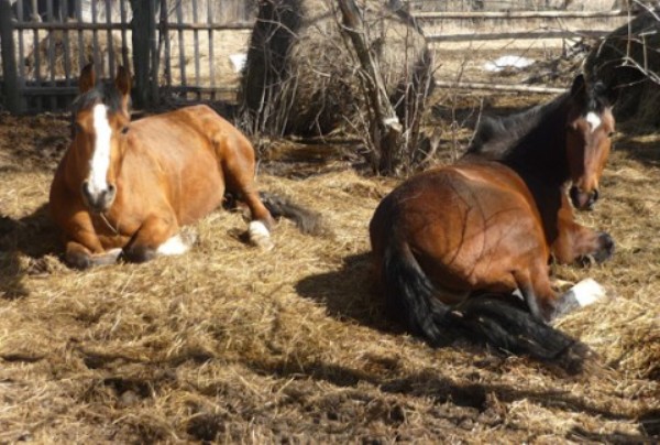 Сон лошади – спит ли конь стоя?