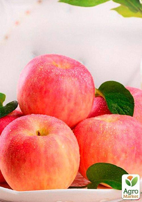 Яблоки сорта «фуджи»: фото, характеристика, достоинства и недостатки. особенности выращивания яблок «фуджи»: уход