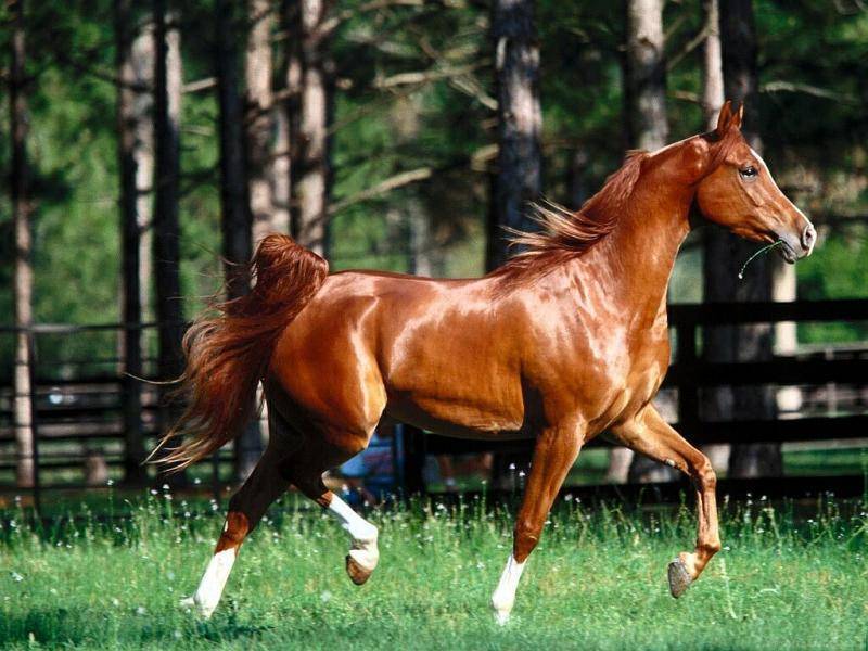 О красивых лошадях: обзор самых прекрасных лошадиных пород в мире