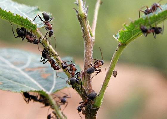 Как избавиться от муравьёв в теплице — самые эффективные методы!