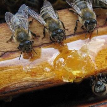 Дилабик для пчел инструкция