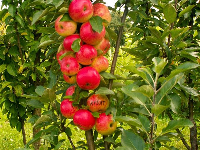 Сортовая колоновидная яблоня — медок