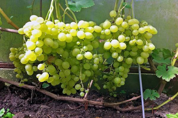 Полное описание сорта винограда алешенькин - общая информация - 2020