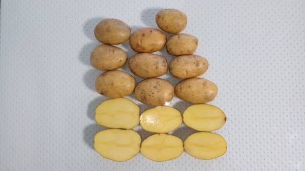 Сорт картофеля джувел: описание и характеристика, отзывы