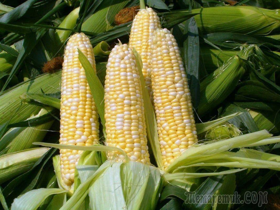 Как сажать семенами кукурузу в открытый грунт - правила, сроки и схема посадки