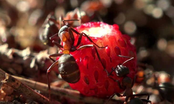 О способах и средствах борьбы с муравьями на клубнике: народные рецепты