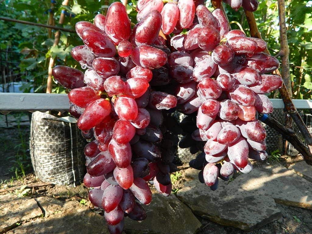 Виноград байконур – подробные характеристики и техника выращивания